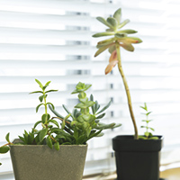 観葉植物の設置
